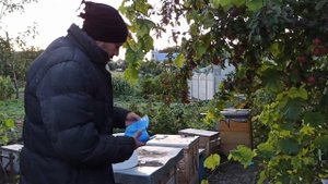 Закормка пчел осенью. Инвертированный сахарный сироп для пчел