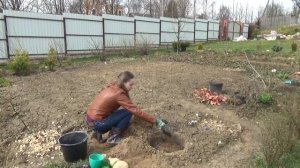 Как правильно посадить пионы весной