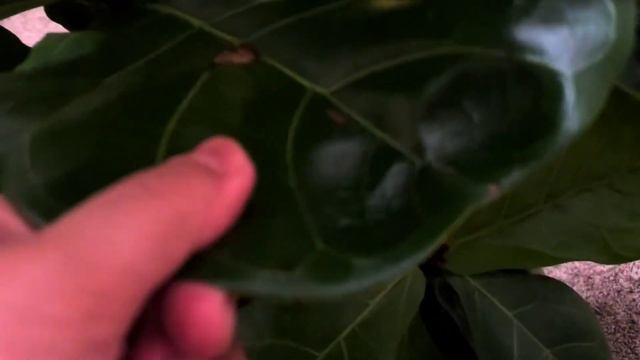 UPDATE Fiddle Leaf Fig Tree Part 006 | Ficus Lyrata 01 | Plant Vlog 027 смотреть онлайн