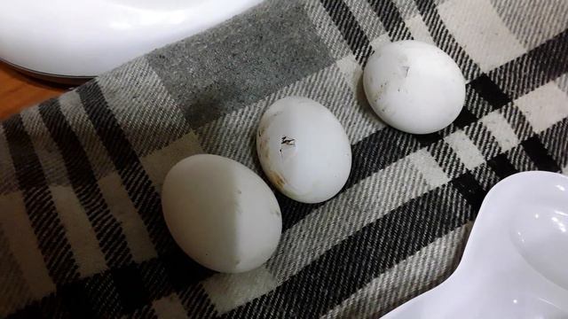 Подклады под вкладку чтобы скорлупа не попало в инкубатор часть5 смотреть онлайн