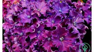 гортензия крупнолистная заказ на весну 2022г.