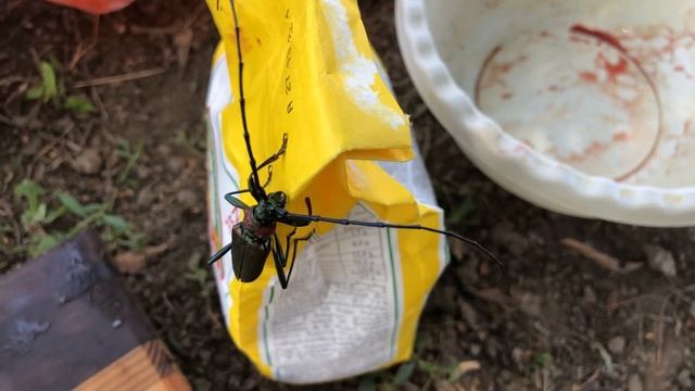 ОДИН СРЕДИ САЗАНА / СЛИШКОМ ХОРОШО НА РЫБАЛКЕ смотреть онлайн