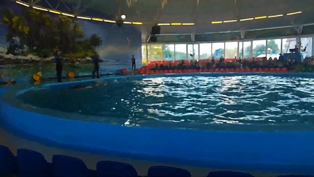 Поездка в Минск// прогулка по зоопарку //дельфинарий. смотреть онлайн