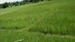 Тигр нападает на погонщика слона