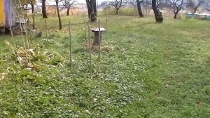 Опята в саду. "Выращивание" и сбор урожая.