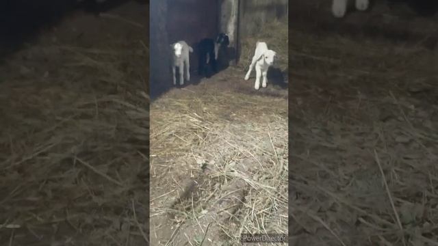 Пополнение.Приобрели процентных нубиечек на расширение маточного стада. Формируем стадо. смотреть онлайн