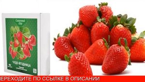Клубника На Подоконнике Купить