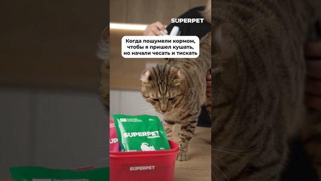 КАК ПРИВЛЕЧЬ ВНИМАНИЕ ПИТОМЦА