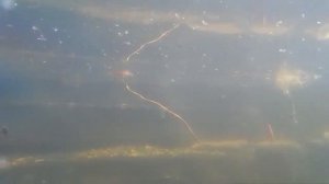 Жуткие головастики. Мой дачный пруд. \ Tadpoles.