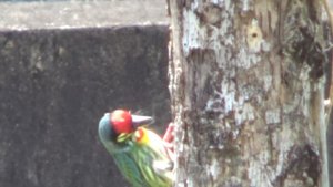 Птицы Таиланда. Красноголовый бородастик. Птица отряда дятловых. Coppersmith Barbet.