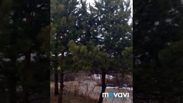 ОБХОД ВЛАДЕНИЙ ПОСЛЕ ЗИМНЕГО СНА!#сад#цветы#плодовыедеревья