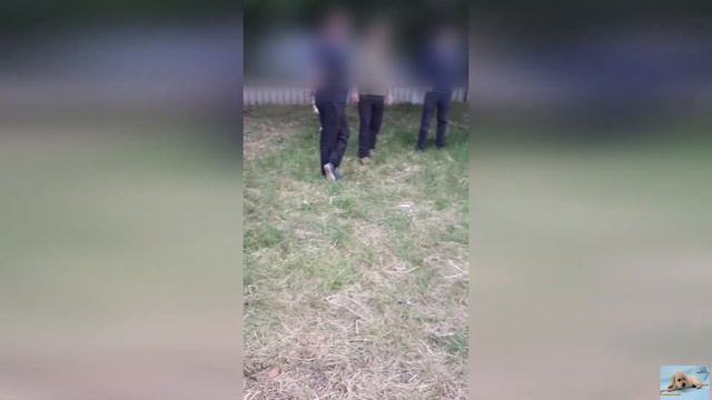 Я, и мои друзья.Me and my friends.#лабрадор_лекс#собака#друзья смотреть онлайн