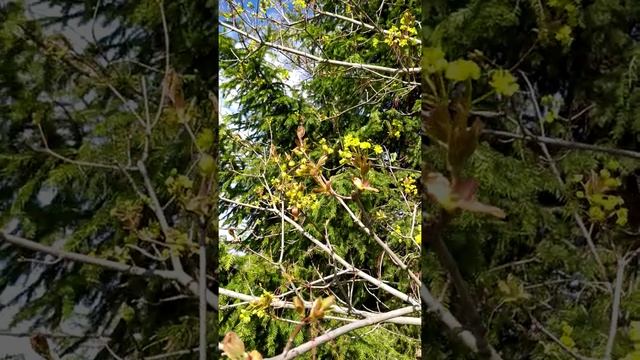 Клен. Свойства и особенности смотреть онлайн