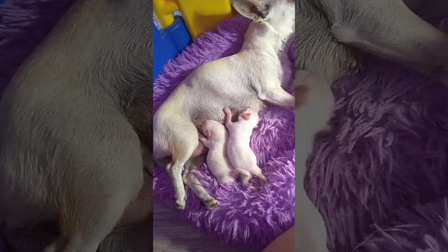 Молочные мамы деткам чихуахуа Симферополь