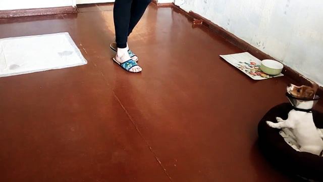 Джек Рассел Терьер 2месяца смотреть онлайн