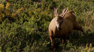 "Zooпарк": "Дикие приключения"