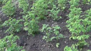На картошке образуются сталлоне когда картошка набрала цвет