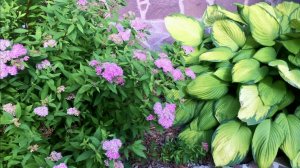 РАБАТКА С ЗАПАДНОЙ и СЕВЕРНОЙ СТОРОНЫ ДОМА. МОНОХРОМНЫЕ КОМПОЗИЦИИ. Дачный. креатив.