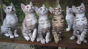 ОЦИКЕТ -  Все о породе. Интересные факты