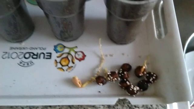 ???МЕДВЕЖИЙ ОРЕХ прорастить ПРОЩЕ ПРОСТОГО в агроперлите!!!! смотреть онлайн