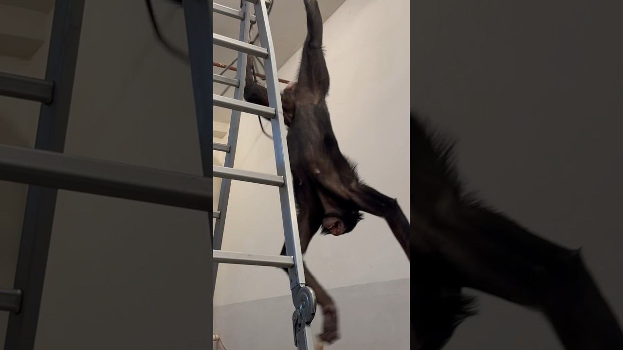 ОБЕЗЬЯНА С ГОЛОЙ Ж***Й висит на одной ноге! смотреть онлайн