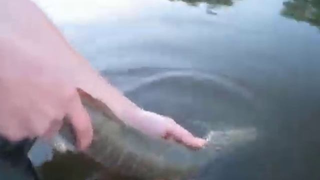 Новая Гнилица(Reins Rockvibe Shad) смотреть онлайн