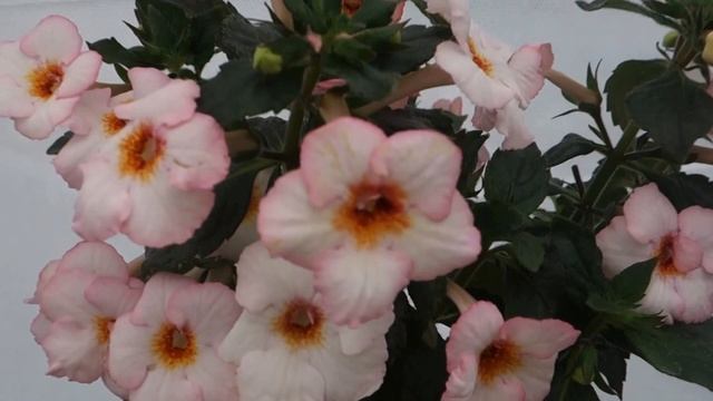 Ахименес Vanilla Ice Cream (Ванилэ Айс Крим) смотреть онлайн