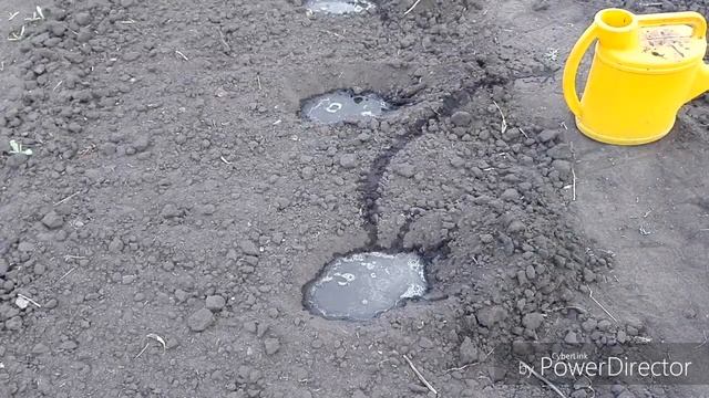 #ОгородныйВлог# Нора южно-Уральского тарантула / Сажаем.