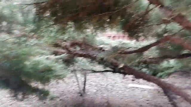 Обрезка взрослого горизонтального можжевельника. Часть 2 смотреть онлайн