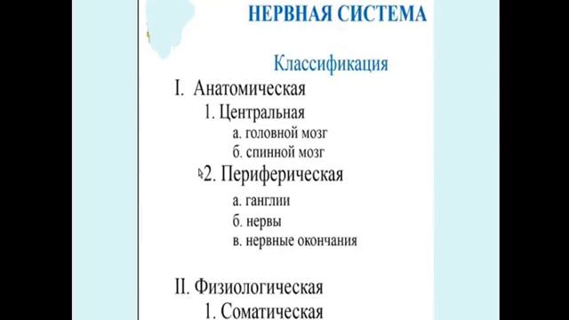 Анатомия центральной нервной системы. Лекция 1