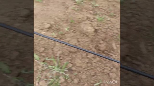 Киш-миш Юпитер. Перезимовка. Морозоустойчивость. Урожайность. смотреть онлайн