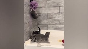 Приколы с котами и собаками #71