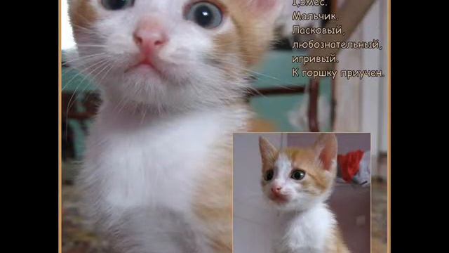 ОПБЖ "Мохнатые друзья" г.Канск смотреть онлайн