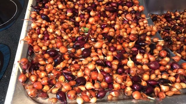 ЛУК-СЕВОК!??Замачивание-в Солевом растворе и марганцовке! Посадка Под Плёнку!? Вильнюс-Литва!?? смотреть онлайн