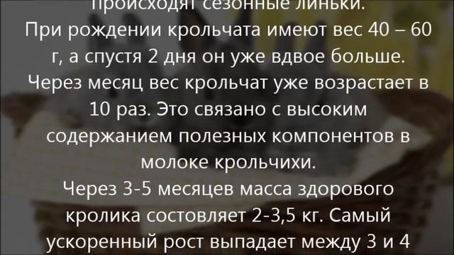 Рост и развитие кроликов смотреть онлайн