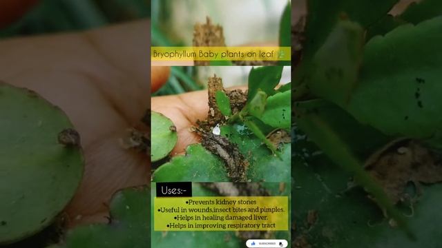 Bryophyllum Plant and there Uses ❤️ смотреть онлайн