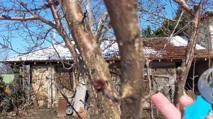 Просветляване на короната Череша Кайсия Слива Бадем Pruning cherry apricot