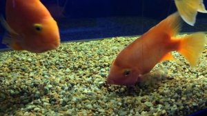 рыбка попугай! мир животных