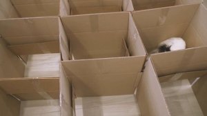 ЛАБИРИНТ ИЗ КАРТОНА ДЛЯ СОБАКИ Тоннель - Полоса Препятствий / Веселый ЮКИ