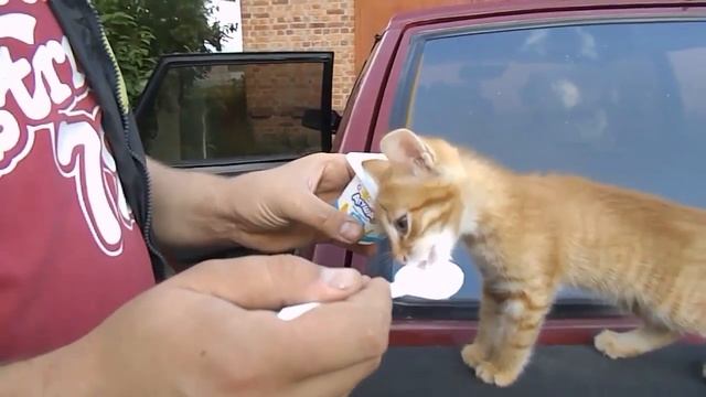 Накормили бездомного котенка. Сделали маленькому котенку приятно. смотреть онлайн