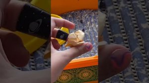 Какие игрушки лучше для морских свинок