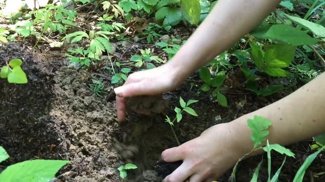 Грецкий орех : от проращивания до высадки в грунт. смотреть онлайн