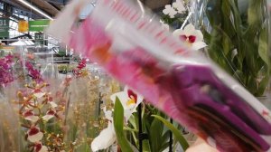 Орхидеи. Скидки 70%. Уценки. ОЧЕНЬ много шикарных Камбрий. ОБИ 27 апреля 2018 г.