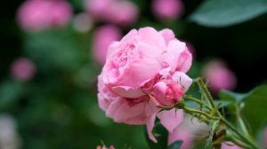 Rose Blossom Bloom Pink Bloom Flora Summer