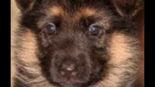 Щенок Белка смотреть онлайн