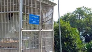 Знаменитый сухумский обезьяний питомник в Абхазии