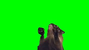 Green Screen Screaming Cat Meme