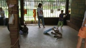 Храм тигров Таиланд 2