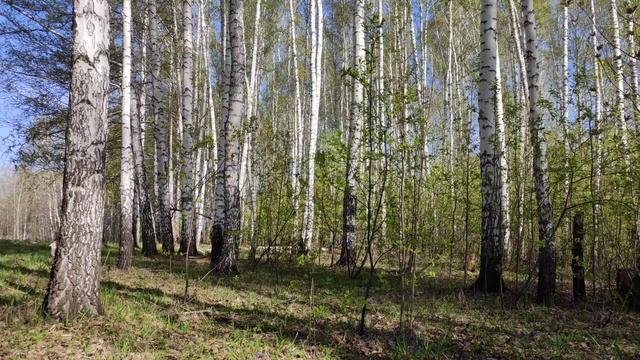 Звуки природы, шум берёзового леса, пение птиц, 4К / sounds of nature, birdsong, forest noise смотреть онлайн
