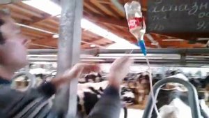 Внутривенное введение растворов корове